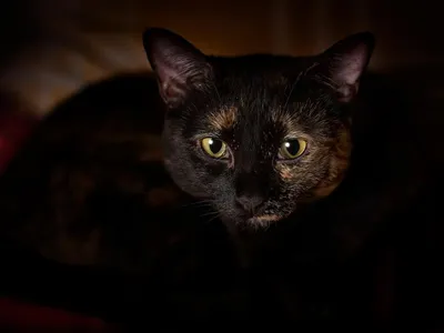 Почему на фото со вспышкой у кошек глаза светятся, а у человека кажутся  красноватыми — Ferra.ru