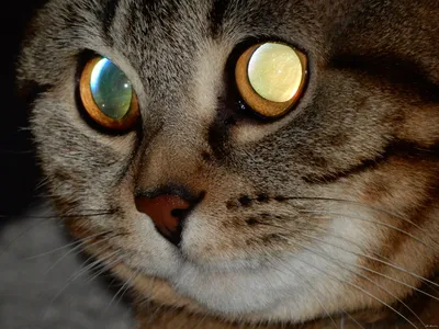 Какого цвета бывают глаза у кошек