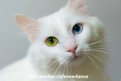 Почему коты не смотрят в глаза - простое объяснение | РБК Украина