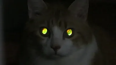Глаза кошки в темноте - 65 фото