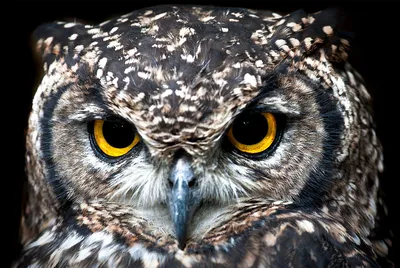 Необычные глаза в царстве животных | DieTierwelt | Дзен