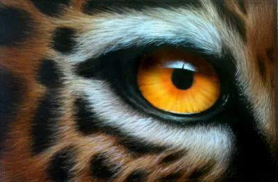 10 животных с самыми большими глазами | О животных и людях | Дзен