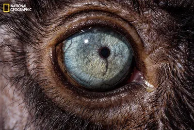 Тяжелые травмы глаз мелких домашних животных (огнестрельные ранения) —  артемида