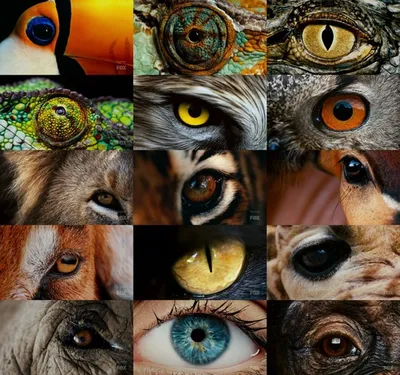 Глаза животных и людей стоковое фото. изображение насчитывающей память -  127332760