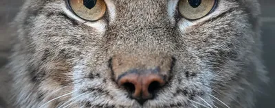 Красивые и странные глаза животных крупным планом – Zagge.ru