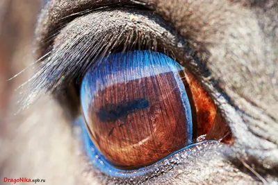Удивительные глаза животных – зеркало Земной фауны