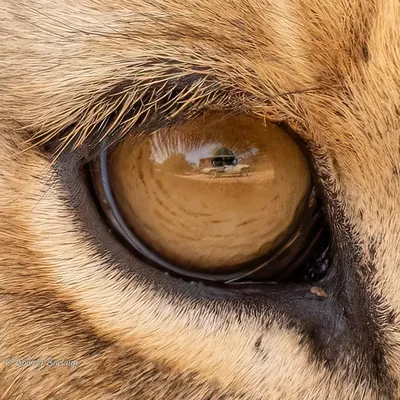 Мир глазами животных (14 фото) » Невседома