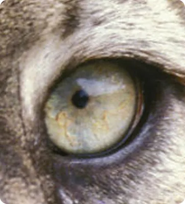 Мир глазами животных, в глазу …» — создано в Шедевруме