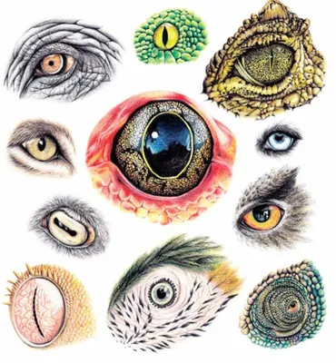 Самые красивые глаза животных | Мир Животных | Дзен