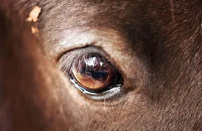Мир глазами животных » 24Warez.ru - Эксклюзивные НОВИНКИ и РЕЛИЗЫ