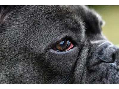 Пленка на глазу у собаки - Диагностика и лечение склерита | ZooVision Спб