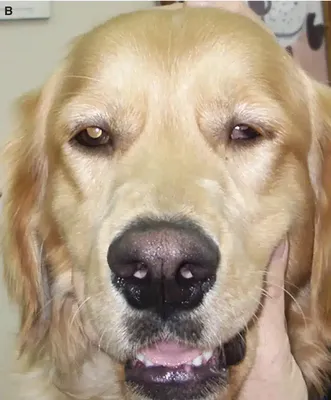 Бельмо у собаки на глазу: как и чем лечить, причины появления -  Рамблер/доктор