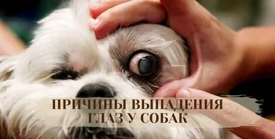 Красные Глаза у Собак — [Причины, Профилактика, Как промывать]