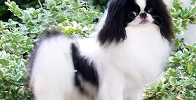 Порода собак пекинес - Породы собак обзор на Gomeovet