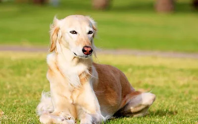 Эксперты призвали не наказывать собак за поедание фекалий | Ветеринария и  жизнь