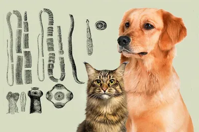 Глисты у кошек и собак. Симптомы и лечение