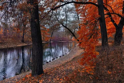 Глубокая осень (64 фото) - 64 фото
