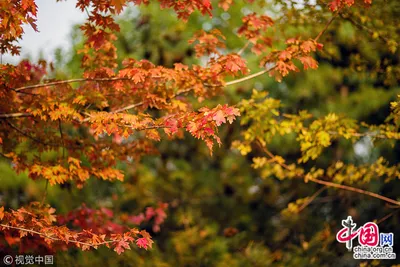 Глубокая осень в лесе на русском Nord Стоковое Изображение - изображение  насчитывающей зеленый, цвет: 132372063