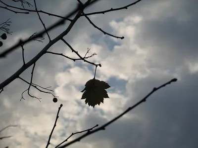 Цветотип Темная осень: одежда, палитра, макияж