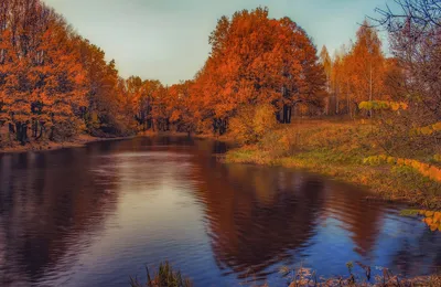 Глубокая осень. деревья обнажены. лес…» — создано в Шедевруме