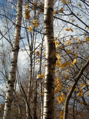 Глубокая осень в лесе на русском Nord, черника трясины, Whortleberry  Стоковое Изображение - изображение насчитывающей зеленый, пуща: 132369039