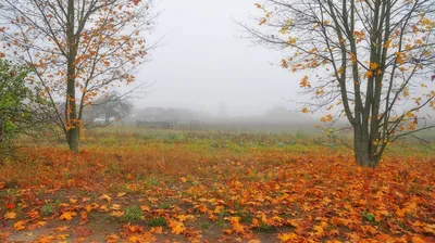 Глубокая осень природа (56 фото) - 56 фото