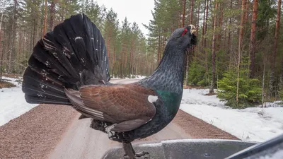 Красивый западный обыкновенный глухарь Lekking на солнечной поляне леса  Стоковое Фото - изображение насчитывающей импрессивно, зеленый: 177764174