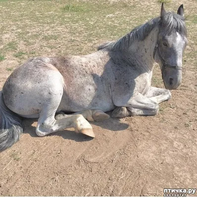 лошади — фото лошади, последние новости про лошади, лучшие фотографии лошади
