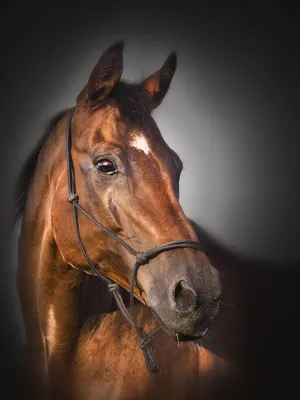 Бесплатные Голова лошади стоковые фотографии | FreeImages