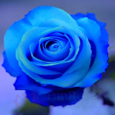 Голубая агава (Blue Agave) — отдушка косметическая | Шампунька — магазин  ингредиентов для изготовления мыла и натуральной косметики.