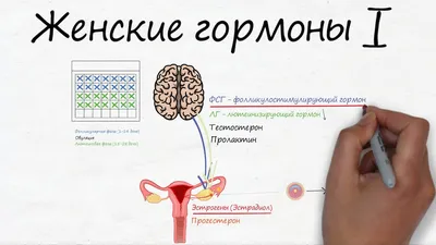 Тиреоидные гормоны — Википедия