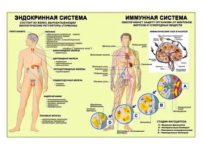 Гормоны счастья (Лоретта Грациано Бройнинг) — купить в МИФе