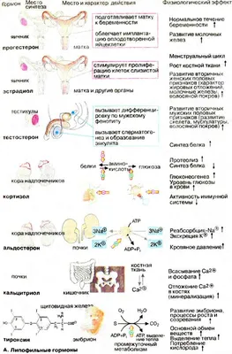 Общие сведения о гипофизе - Гормональные и метаболические расстройства -  Справочник MSD Версия для потребителей