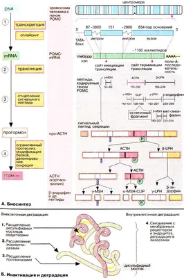 Женские гормоны. ФСГ - БСМП Гродно