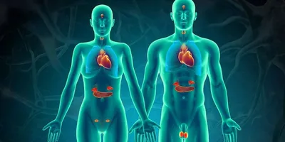 Тиреотропный гормон (ТТГ) - Мед Диагностика • Лаборатория молекулярных  исследований