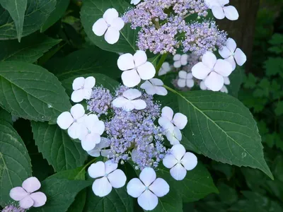 Гортензия метельчатая Ред Вельвет, Hydrangea Living Red Velvet | САД ПОЛТАВИ