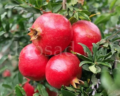 гранат-гранатик | In the flesh, Fruit, Pomegranate