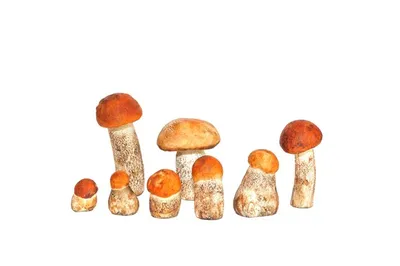 Красивый гриб, выделенный на белом фоне Стоковое Фото - изображение  насчитывающей взорвать, гриб: 157320996