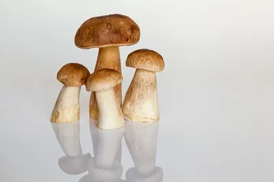 Свежие грибы на белом фоне :: Стоковая фотография :: Pixel-Shot Studio