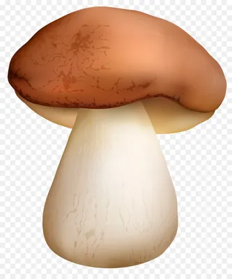белый гриб представлен на белом фоне грибной PNG , белый фон,  изолированный, растения PNG рисунок для бесплатной загрузки