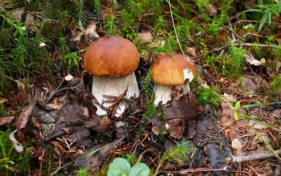 Разнообразие сырых грибов на белом фоне :: Стоковая фотография ::  Pixel-Shot Studio