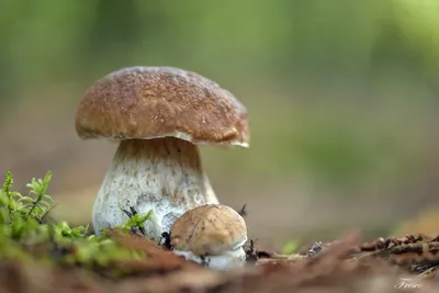 три белых гриба на белом фоне, счастливый, много, грибы фон картинки и Фото  для бесплатной загрузки