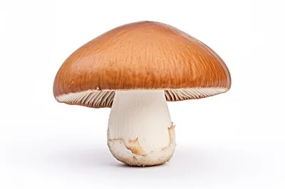 белый гриб на белом фоне. съедобные грибы. изолировать. мягкая фокус.  Стоковое Изображение - изображение насчитывающей напольно, красивейшее:  230126455