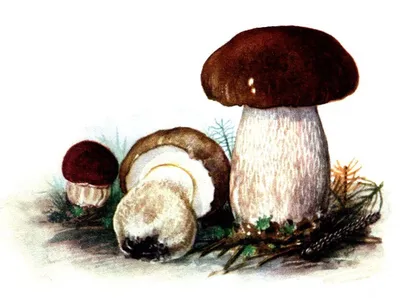 Лесной белый гриб на белом фоне осень - пора собирать лесные грибы |  Премиум Фото