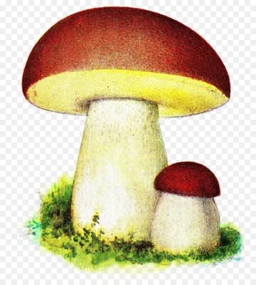 Белый гриб иллюстрация - 73 фото