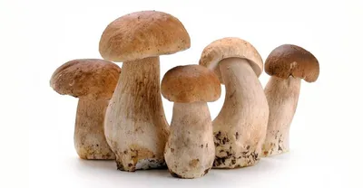 Акварельные грибы, нарисованная от руки иллюстрация изолированного лесного  растения на белом фоне. Лесные грибы для вегетарианских рецептов, упаковка  - Ozero - российский фотосток