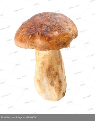 Изолированный крупный план коричневого съедобного гриба на белом фоне |  Премиум Фото