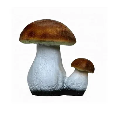 гриб на белом фоне стоковое изображение. изображение насчитывающей питание  - 214766263