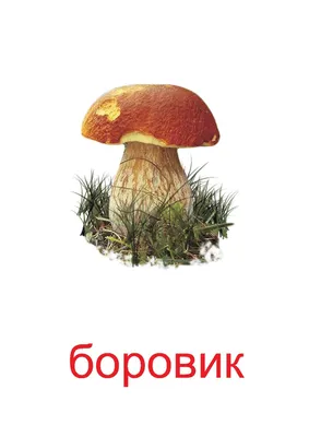 Купить фотообои Гриб с коричневой шляпкой на белом фоне элемент для дизайна  грибов 677568502 в интернет-магазине zakagioboi.ru