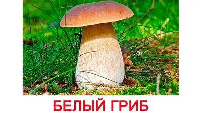 Белый гриб: описание, виды, где растет, как выглядит боровик, фото в лесу